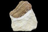 Bargain, Lochovella (Reedops) Trilobite - Oklahoma #164447-1